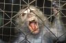 Crab-eating Macaque (<em>Macaca fascicularis</em>), SU-CenTrop, Zoo Dumaguete, Negros Island, PHILIPPINES
